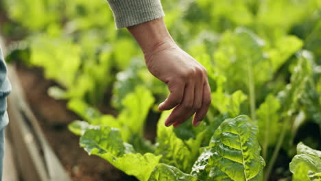 plant field inspection, hands