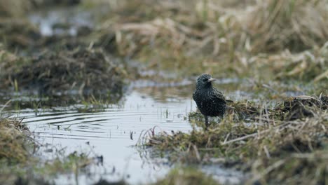 estornino común buscando comida en la hierba y bañándose en un charco de agua