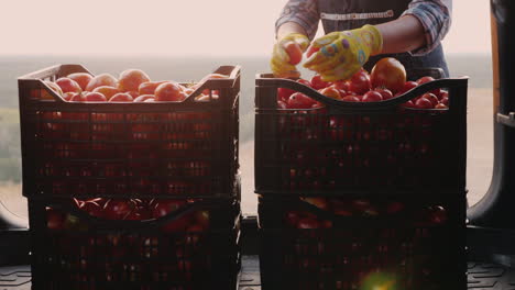 farmer examines the tomatoes that are in the drawers in the trunk of a car