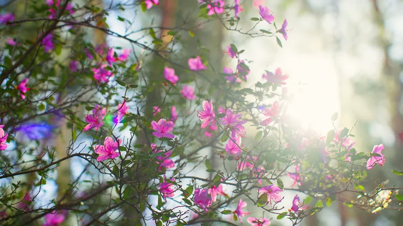 Pink Azaleas in Sunlight