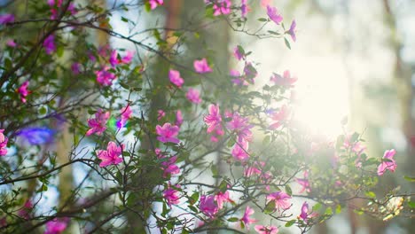 pink azaleas in sunlight