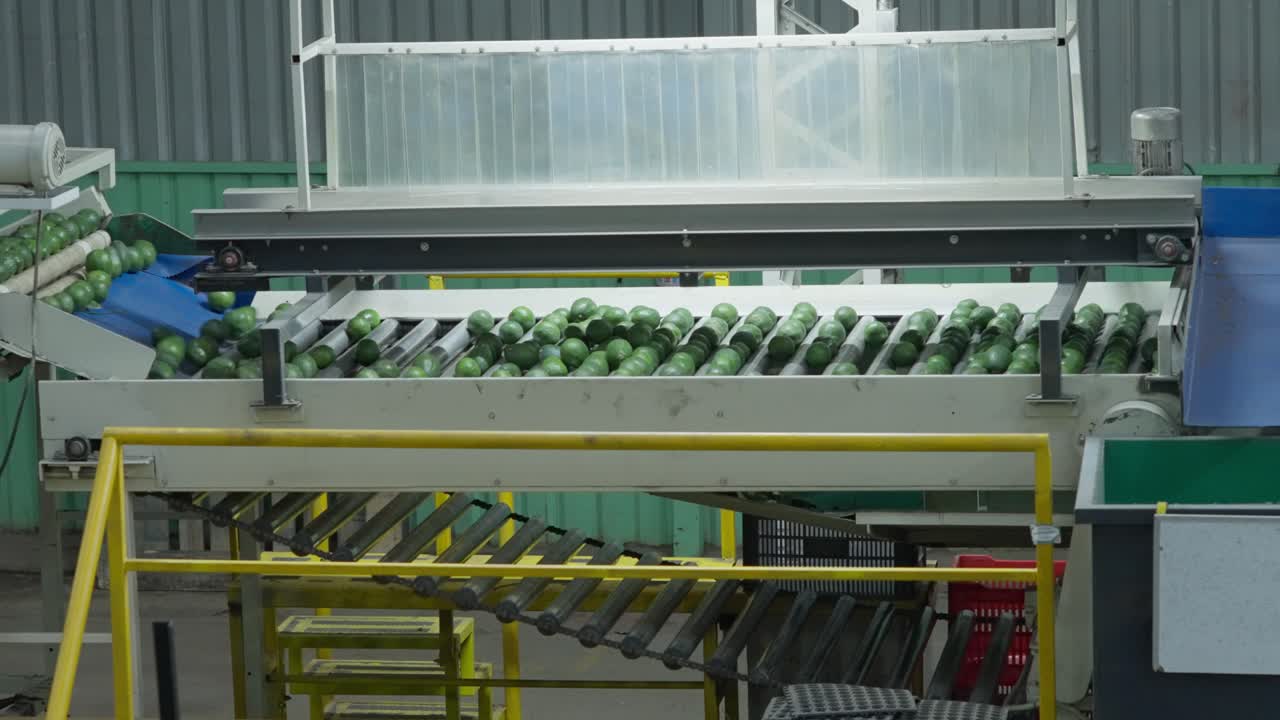 ZOOM OUT SLOW MOTION SHOT OF AVOCADO PACKING HOUSE