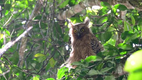 The-Buffy-Fish-Owl-is-a-big-owl-and-yet-the-smallest-among-the-four-Fish-Owls