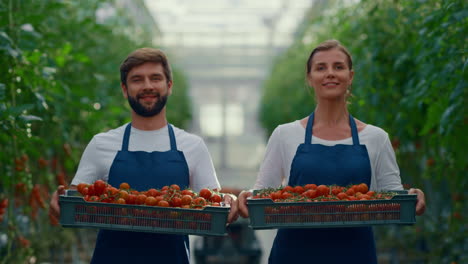 pareja de agricultores que muestran tomates cosechados en una cesta de verduras en un invernadero moderno.