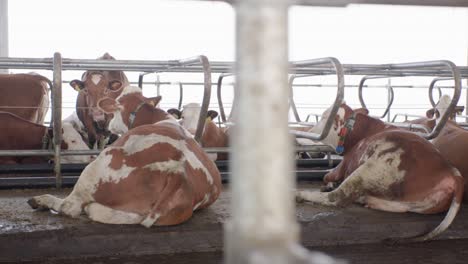 feeding robot pushing feed for cows in modern cowshed