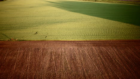 early morning drone shot of a june wheatfield in the midwest
