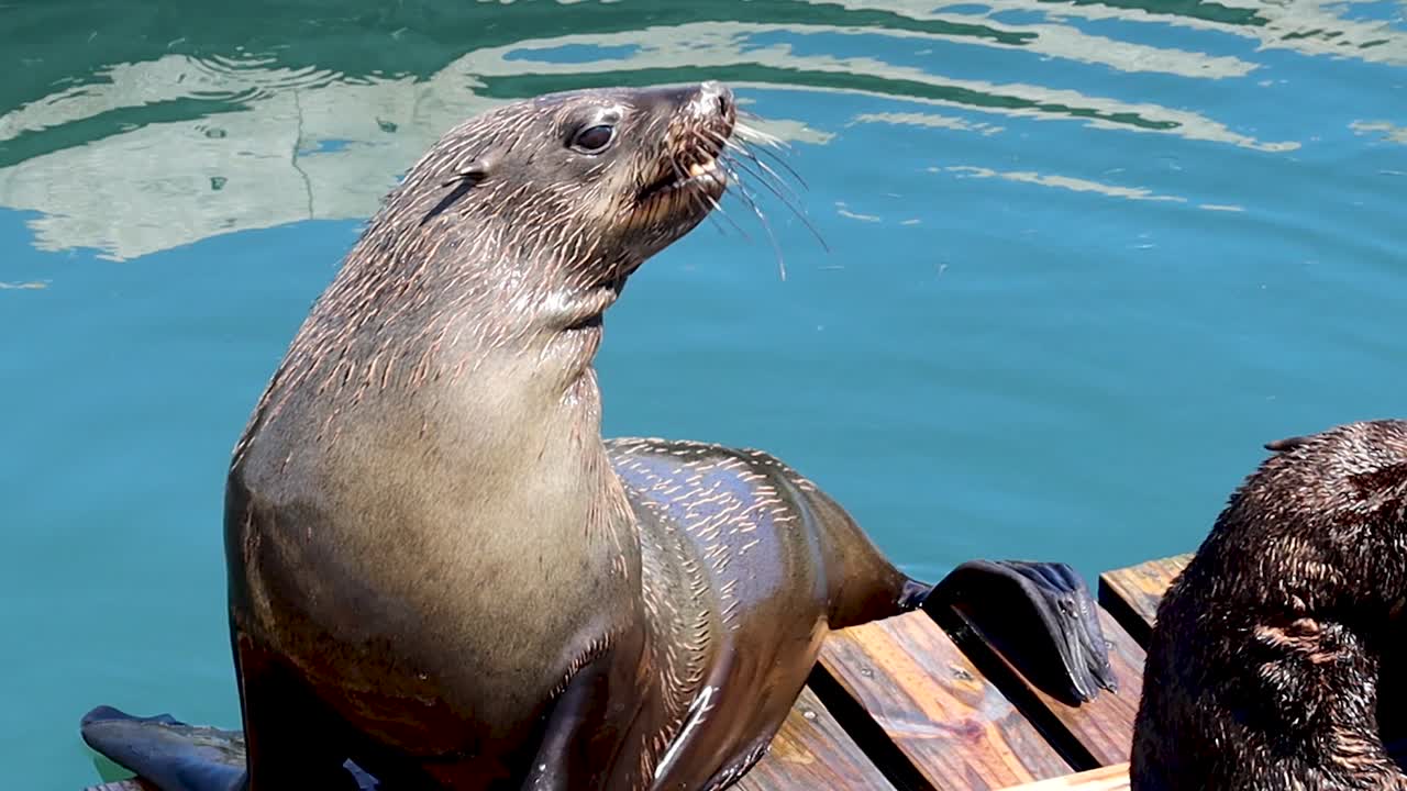 Cape fur seals playing shot at 4K 30fps