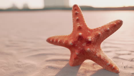 starfish on the sity beach