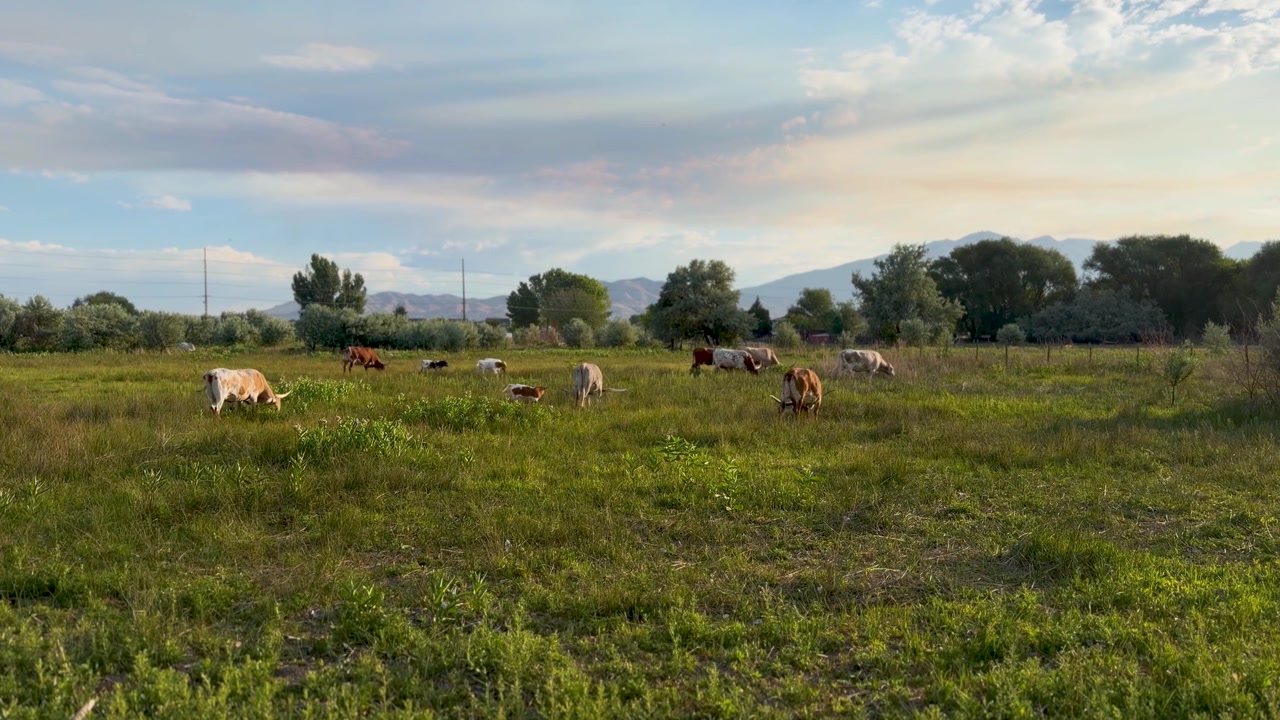 Madri e vitelli Texas Longhorn pascolano pacificamente in un lussureggiante prato verde all'alba, con montagne distanti, cieli drammatici e una morbida luce dorata in un'inquadratura paesaggistica statica grandangolare