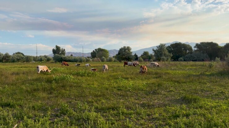 Madri e vitelli Texas Longhorn pascolano pacificamente in un lussureggiante prato verde all'alba, con montagne distanti, cieli drammatici e una morbida luce dorata in un'inquadratura paesaggistica statica grandangolare