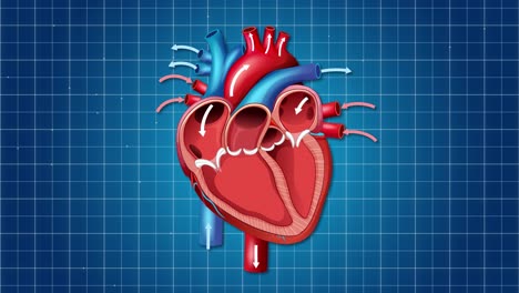 animation of a human heart beating rhythmically against a blue grid background, illustrating cardiovascular function with dynamic movement