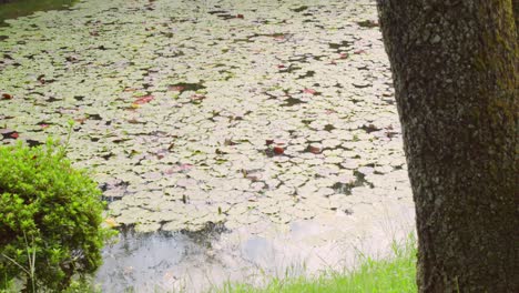 Slide-shot-of-round-lily-pads-in-a-pond-in-front-of-a-temple-in-Kyoto,-Japan-4K-slow-motion