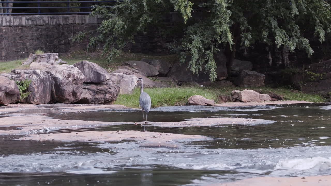 도시 공원의 개울을 걷는 회색 헤론