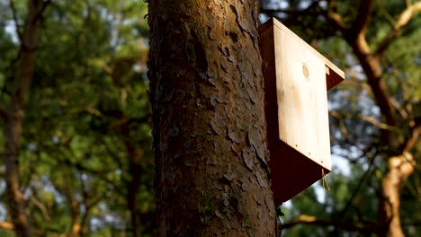 a close-up view of a wooden birdhouse up in the tree with a forest background on a sunny afternoon