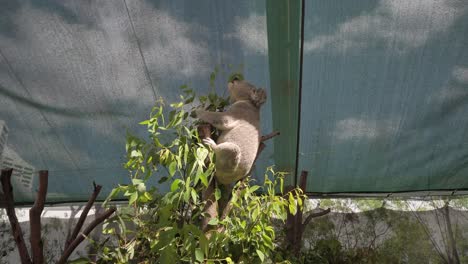 A-Cute-Koala-Bear-Eating-Eucalyptus-Leaves-from-the-Tree-at-a-zoo-in-Sydney,-Australia