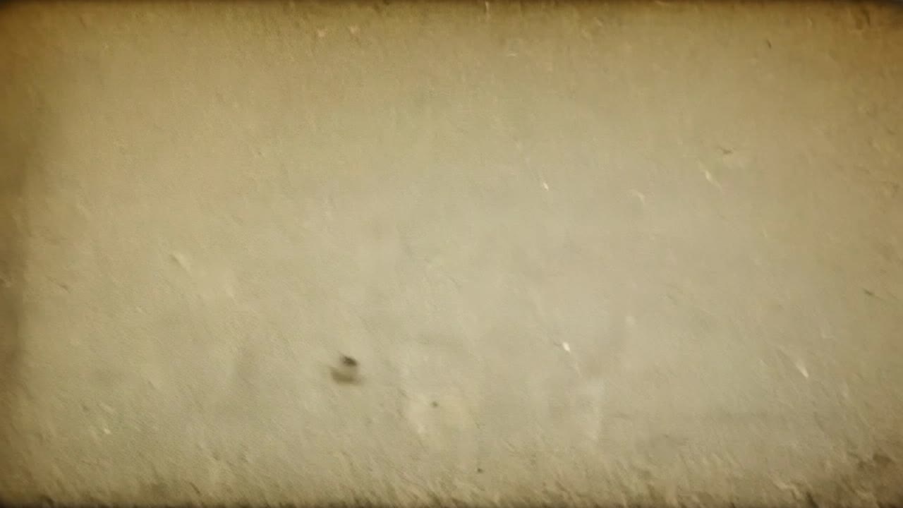 먼지 어리는 빛의 을 통해 부드럽게 떠다니며, 질감 있는 배경에 대해 조용한 분위기를 만니다.