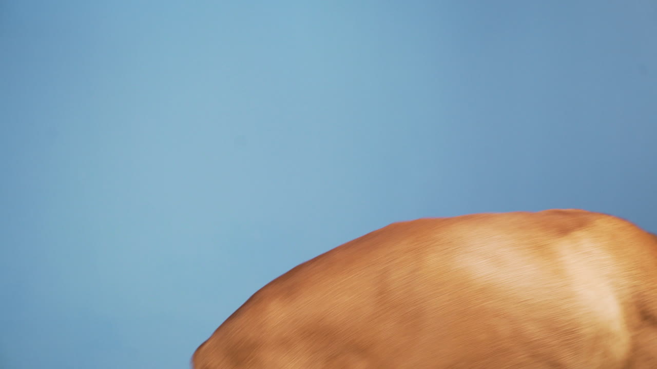 Obedient dog receiving food as a reward. Good boy concept