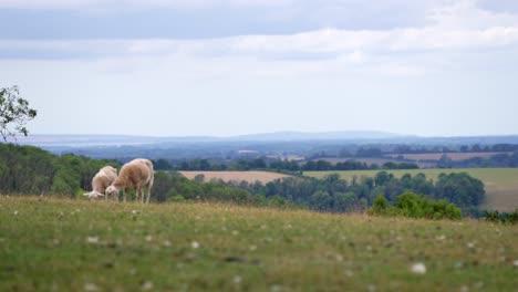 Focus-pulling-shot-between-fields-and-hilly-horizon-to-sheep-grazing-in-nearby-field-on-a-bright-cloudy-day