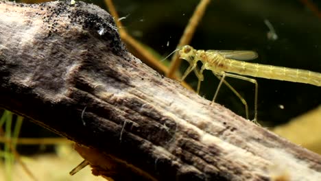ninfa damisela cazando y echando un vistazo
