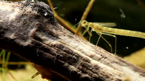 damselfy nymph hunting and taking a look