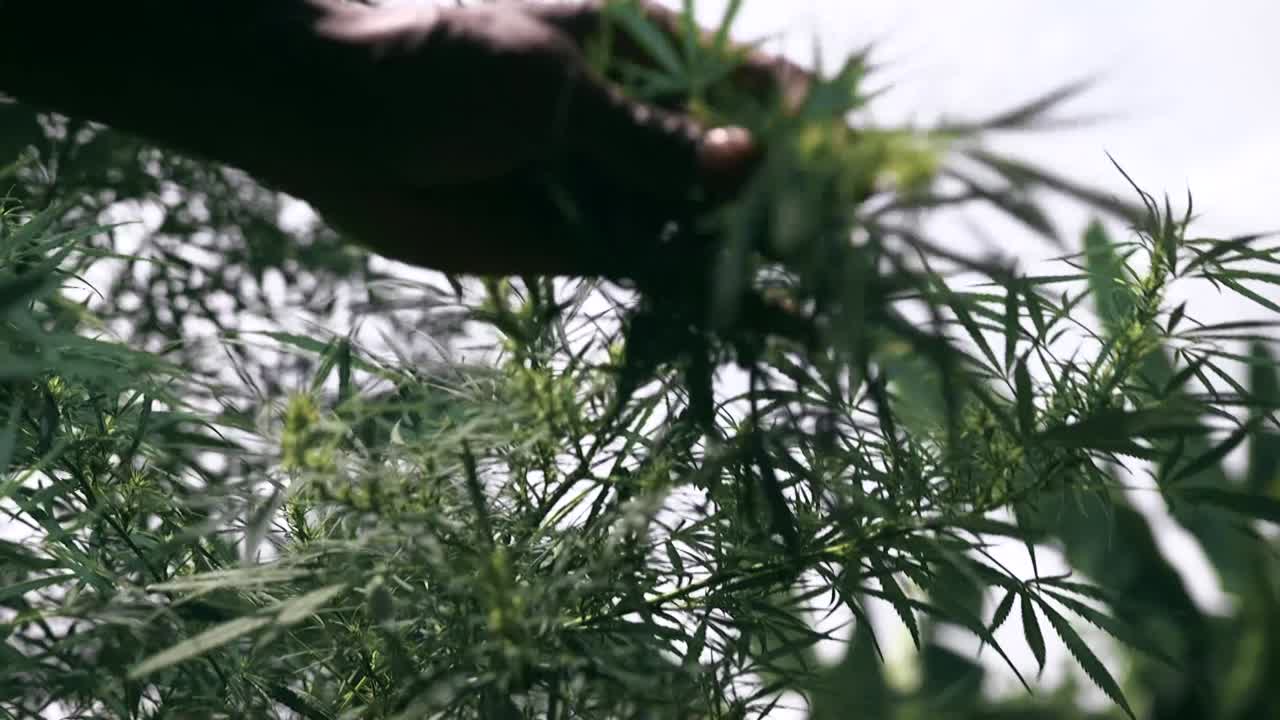 더 나은 수확량을 위한 가지치기 대마초