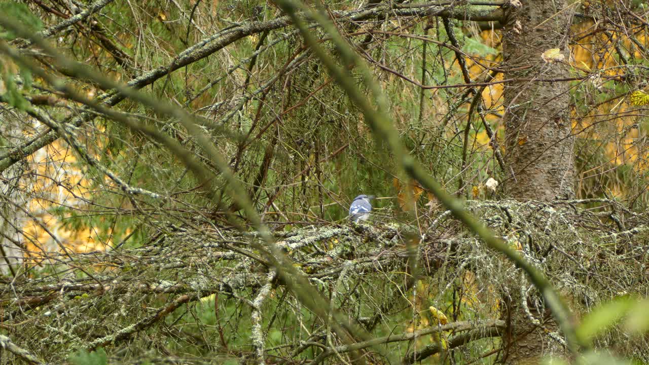 숲속의 나뭇가지에 앉은 파랑새가 비행 중에 이륙하고 보존 개념