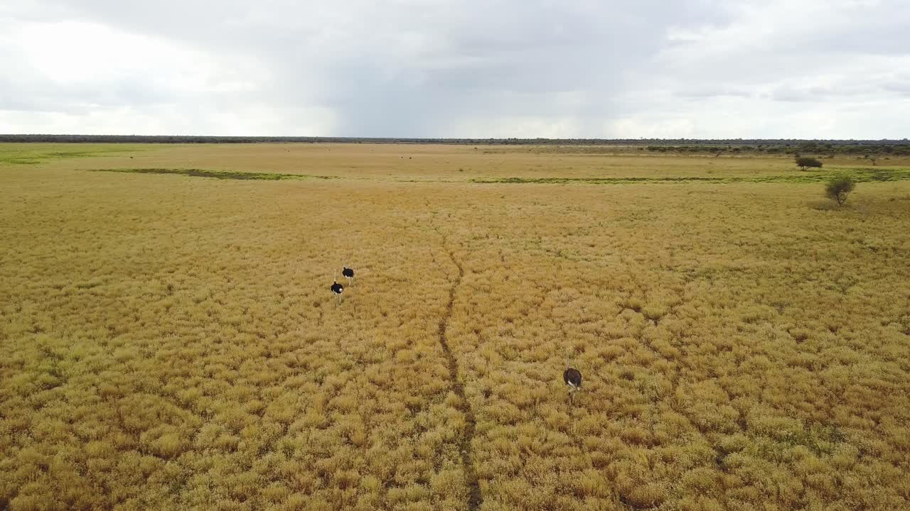 imágenes aéreas de drones de avestruces salvajes caminando y corriendo en humedales africanos