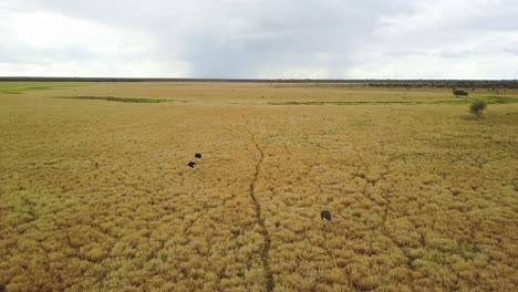 Aerial-drone-footage-of-wild-ostriches-walking-and-running-in-African-wetlands