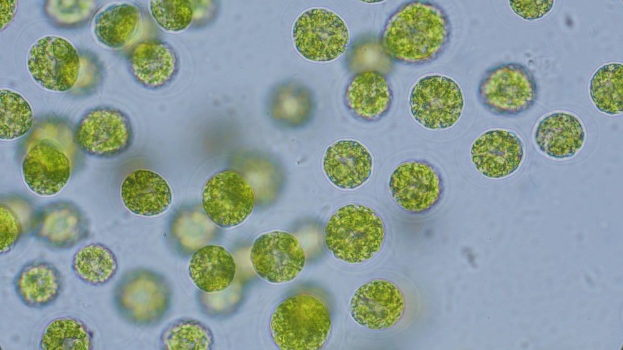 Cellule di alga clorella al microscopio in campo chiaro con ingrandimento 1000x