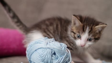 kitten looking up next to ball of yarn on couch