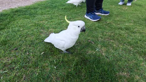 cockatoos and people interacting on grassy area