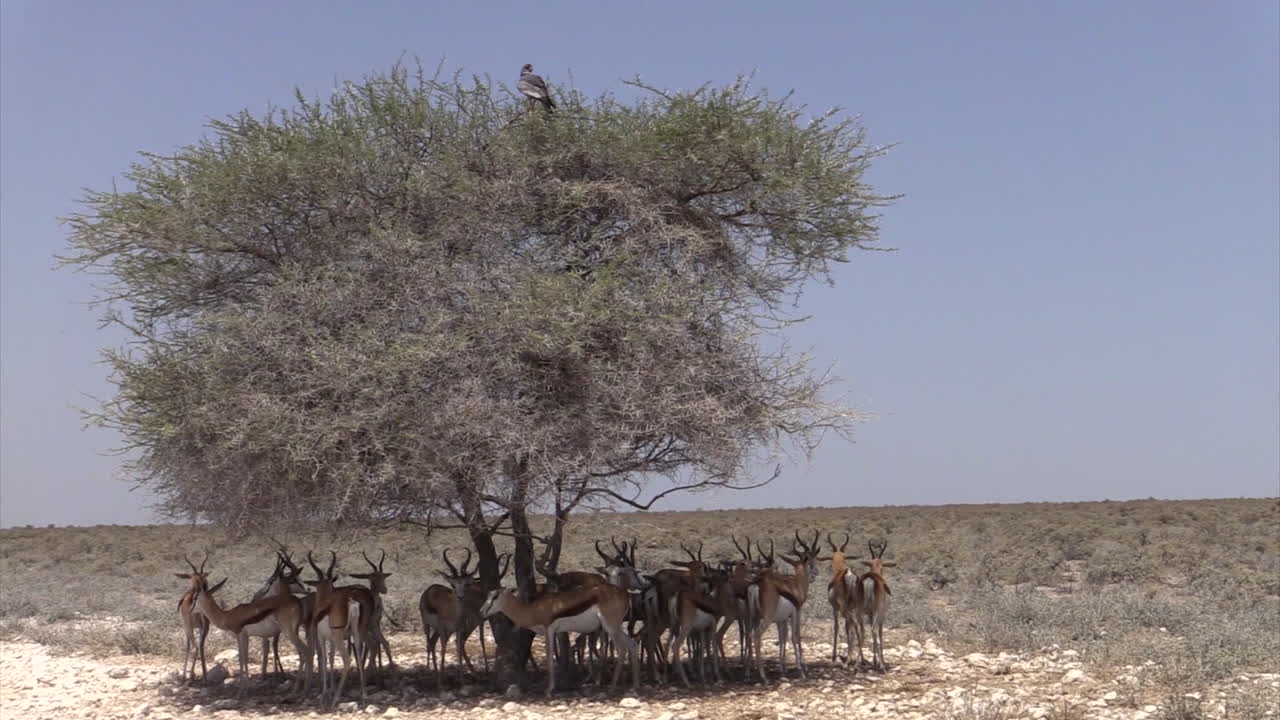 pequeña manada de gacelas que buscan refugio a la sombra de un árbol de acacia durante el calor del mediodía, tiro medio con un azor canto pálido en la parte superior del árbol