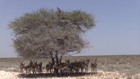 Pequeña-Manada-De-Gacelas-Que-Buscan-Refugio-A-La-Sombra-De-Un-árbol-De-Acacia-Durante-El-Calor-Del-Mediodía,-Tiro-Medio-Con-Un-Azor-Canto-Pálido-En-La-Parte-Superior-Del-árbol