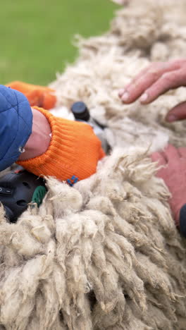man shearer shearing sheep. process by which wool fleece of a sheep is cut off. electric professional sheep manual hair clipper. vertical video