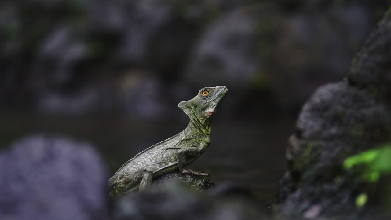 Ripresa al rallentatore di una piccola lucertola verde che riposa su una roccia vicino all'acqua nella foresta pluviale.