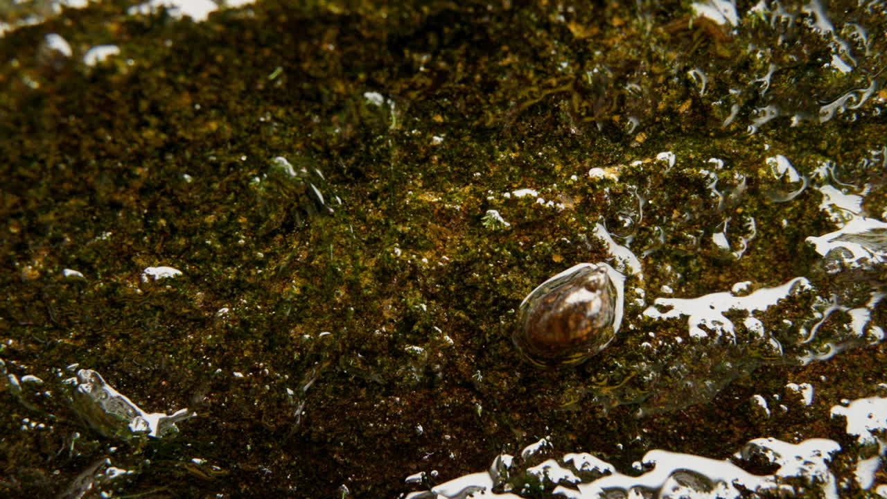 toma macro y de lapso de tiempo de un caracol pastando en una roca húmeda cubierta de algas