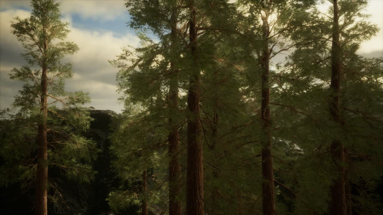 Fog and pine trees on rugged mountainside and coming storm