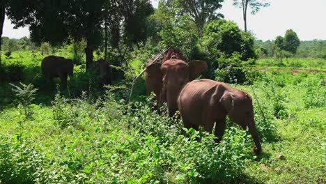 female sri lankan elephant with calf eating.