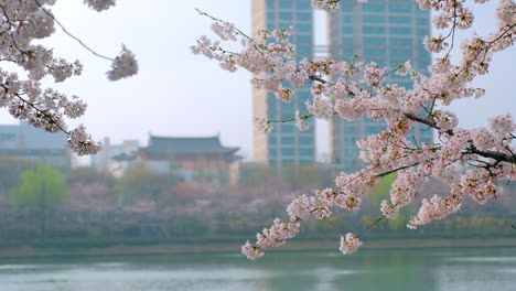 blooming sakura cherry blossom