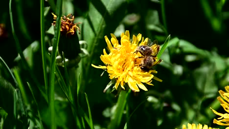 Aufnahmen-Von-Bienen,-Die-Pollen-Von-Gelben-Blüten-Sammeln