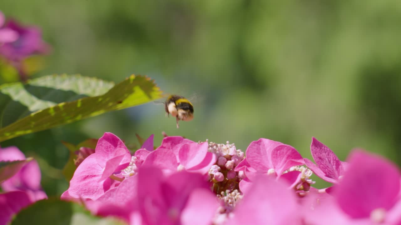 Bumblebee in Flight Over Pink Flowers