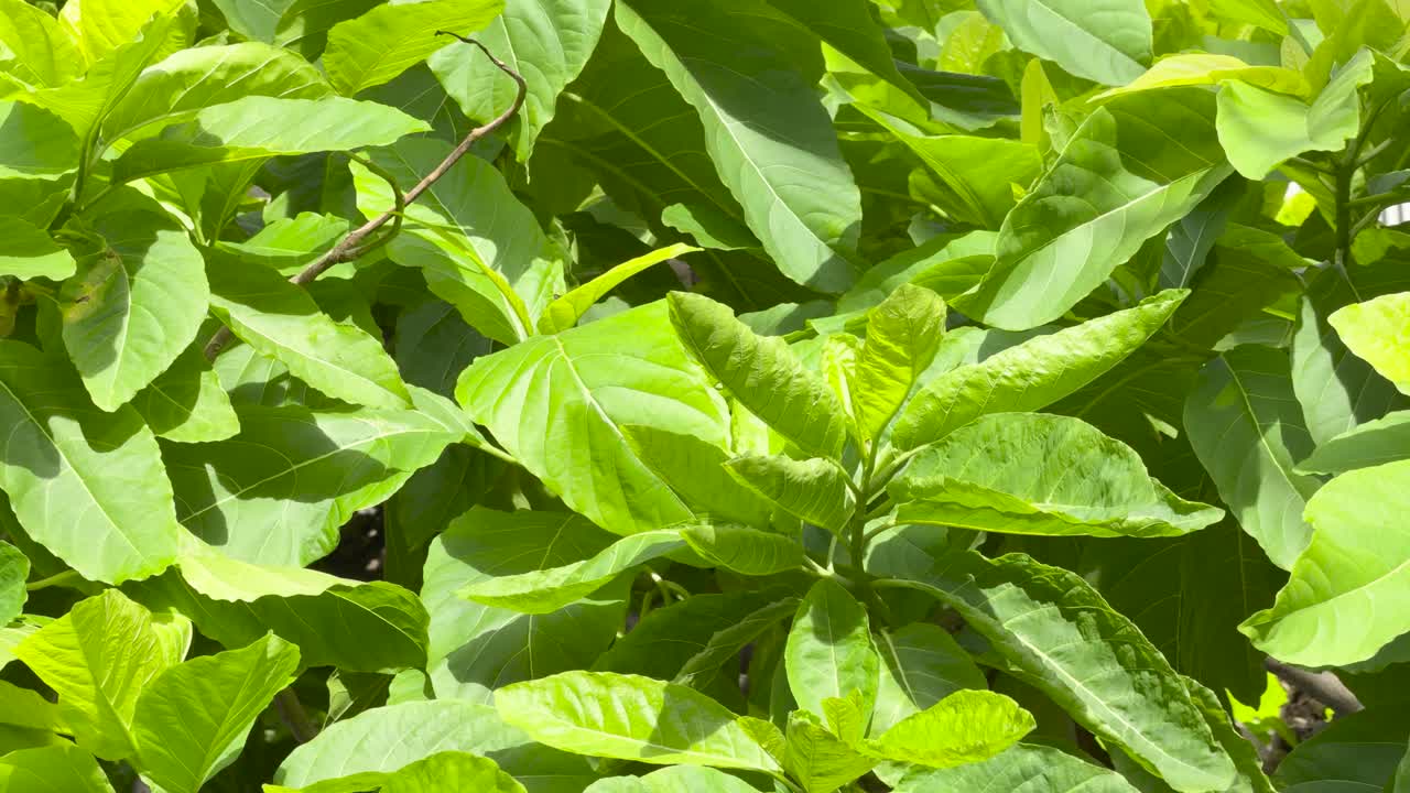 Lush green leaves move softly in bright daylight, captured with a steady, natural perspective
