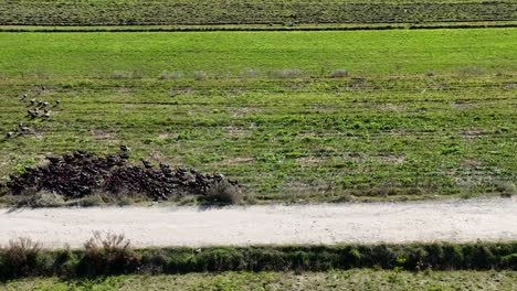 una bandada de pavos corriendo al costado de la carretera de un pueblo