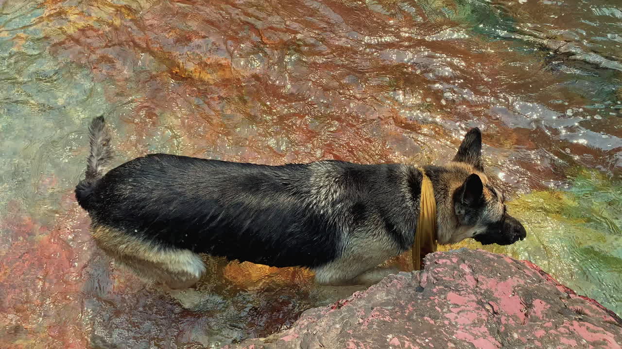 폭포의 물을 즐기는 개