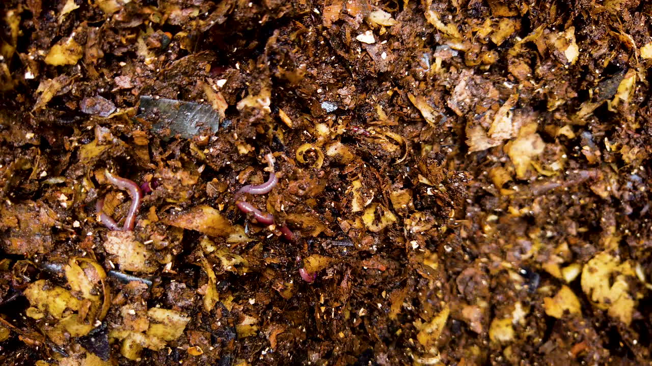 Earthworms decomposing food scraps to become compost