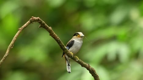 Silver-breasted-broadbill,-Serilophus-lunatus