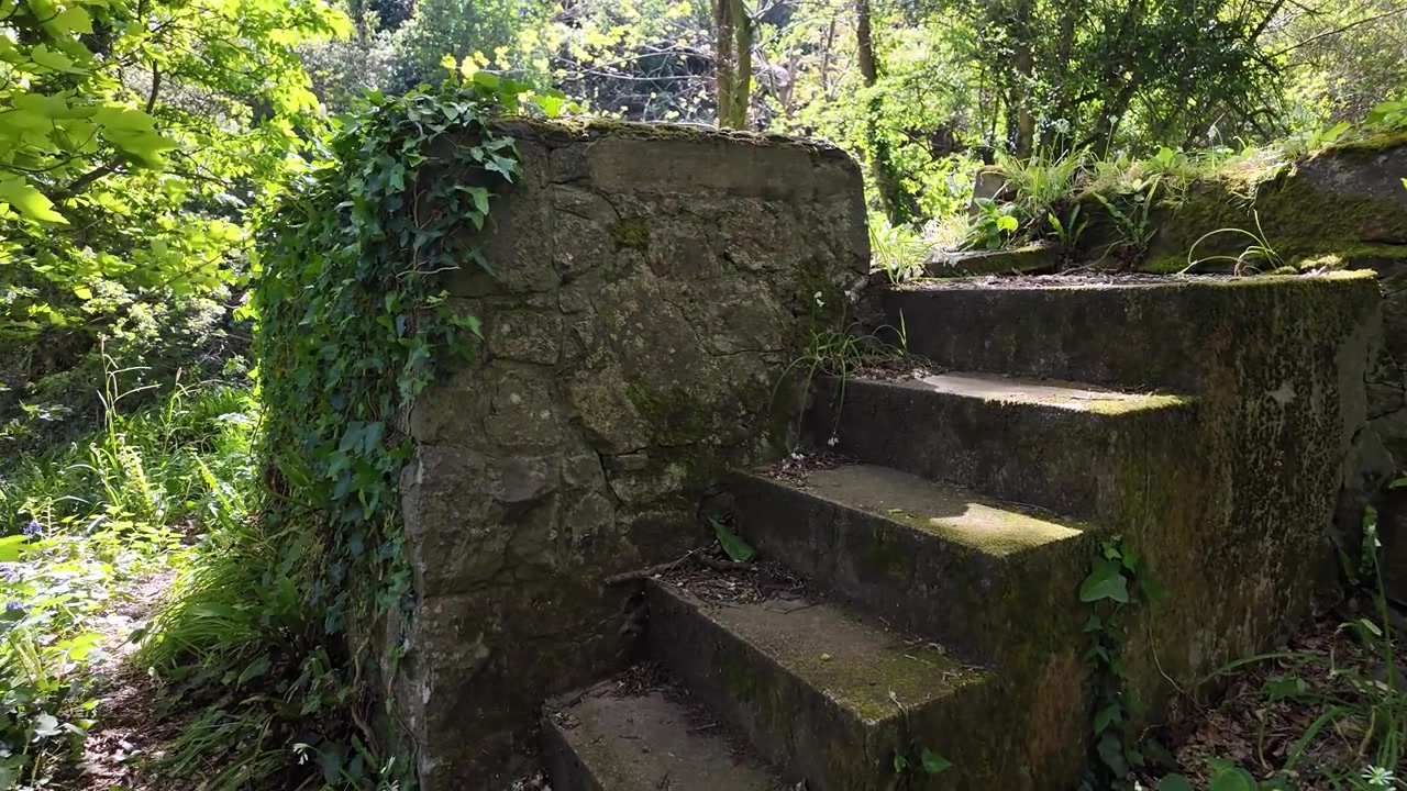 Floresta. Filmagem panorâmica de um edifício em ruínas tomado pela natureza em meio à mata, com uma brisa leve, flores primaveris e folhagem nova verde-viva nas árvores.