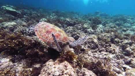 a giant green sea turtle feeds off of the coral reef floor