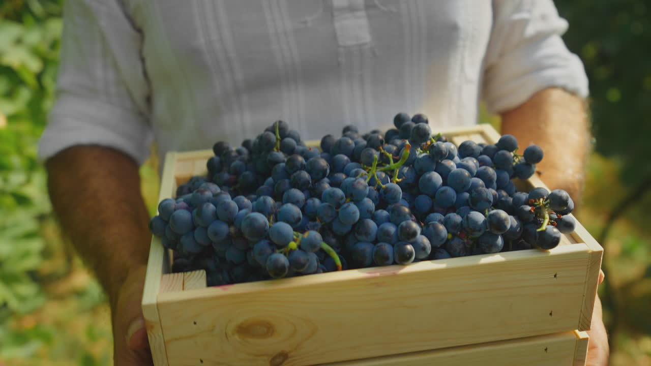 A farmer holding a wooden crate full of red grapes