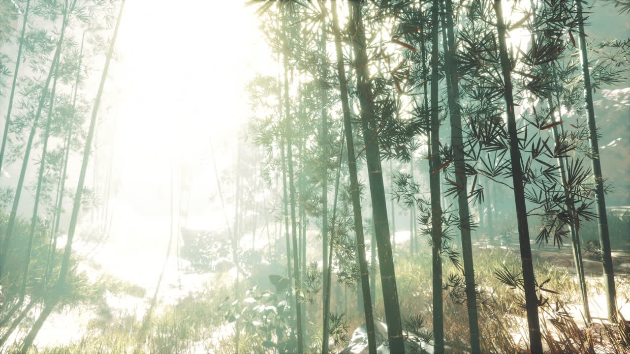 아침 안개 속의 대나무 녹색 숲